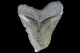 Fossil Megalodon Tooth - Feeding Damaged Tip #88996-1